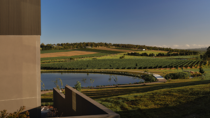 View of vineyard from Helen & Joey estate